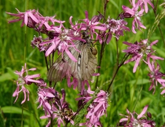 Parnassius mnemosyne