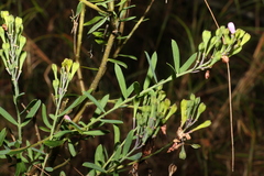 Comesperma hispidulum