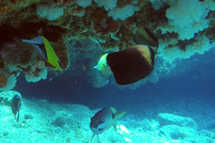 Chaetodon blackburnii