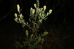 Comesperma hispidulum