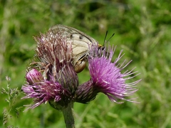 Parnassius mnemosyne