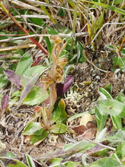 Pterostylis tristis
