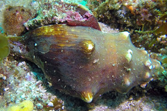 Fasciolariidae