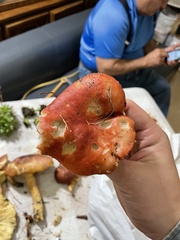 Russula sanguinea