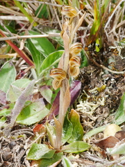 Pterostylis tristis