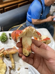 Russula sanguinea