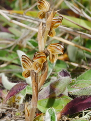 Pterostylis tristis