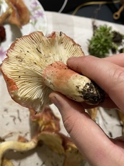 Russula sanguinea