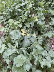 Brassiceae