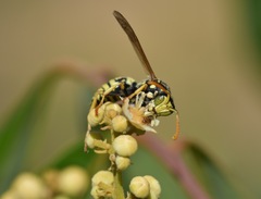 Polistes