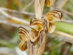Pterostylis tristis