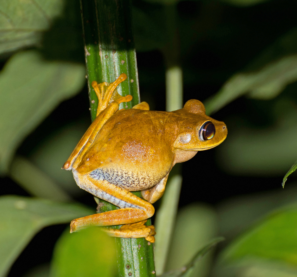 Semi-lined Tree Frog from Campos dos Goytacazes, RJ, Brasil on December ...