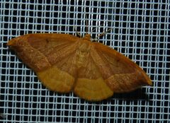 Watsonalla cultraria