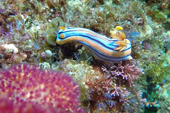 Chromodoris hamiltoni