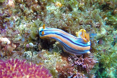 Chromodoris hamiltoni