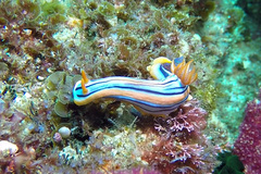 Chromodoris hamiltoni