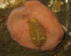 Gaudichaudius iphionelloides