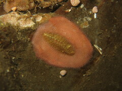 Gaudichaudius iphionelloides