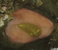 Gaudichaudius iphionelloides