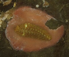 Gaudichaudius iphionelloides