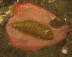 Gaudichaudius iphionelloides