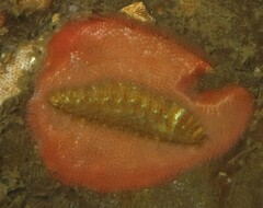 Gaudichaudius iphionelloides