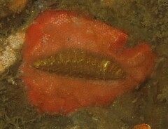 Gaudichaudius iphionelloides