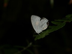 Candalides xanthospilos