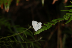 Candalides xanthospilos