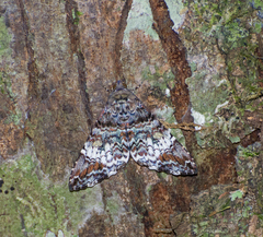 Coenipeta damonia