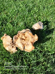 Clitocybe brunneocephala
