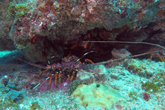 Panulirus homarus