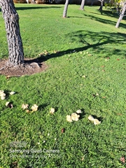 Clitocybe brunneocephala