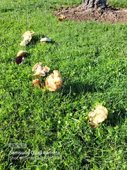 Clitocybe brunneocephala