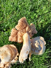 Clitocybe brunneocephala