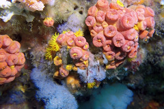 Tubastraea coccinea