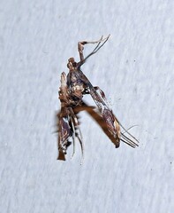 Lineodes