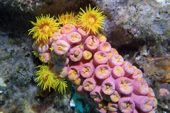 Tubastraea coccinea