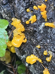 Dacrymyces capitatus