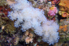 Leptophyton benayahui