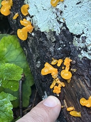 Dacrymyces capitatus