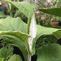 Buddleja stachyoides