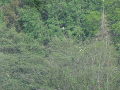 Curruca communis