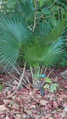 Acoelorraphe wrightii