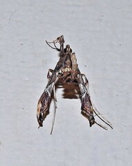 Lineodes