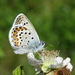 Silver-studded Blue - Photo (c) Joey Bom, some rights reserved (CC BY-NC), uploaded by Joey Bom