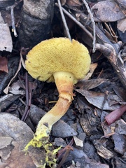 Xerocomus subtomentosus