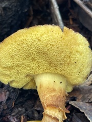 Xerocomus subtomentosus