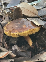 Xerocomus subtomentosus