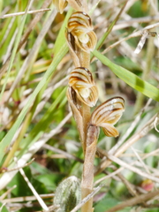 Pterostylis tristis